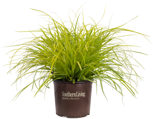 Evercolor Everillo Carex In Branded Pot - Fire Chief Arborvitae (500x500), Png Download