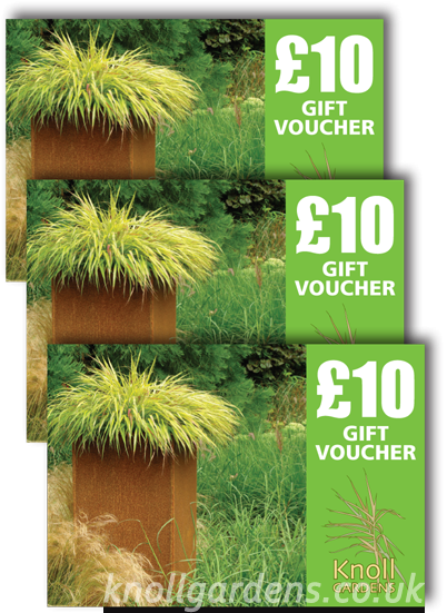 £10 Gift Voucher Knoll Gardens - Pond Pine (402x551), Png Download