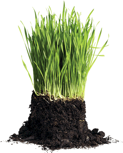 You Will Get The Most Thorough, Dependable And Effortless - Lawn Png (480x543), Png Download