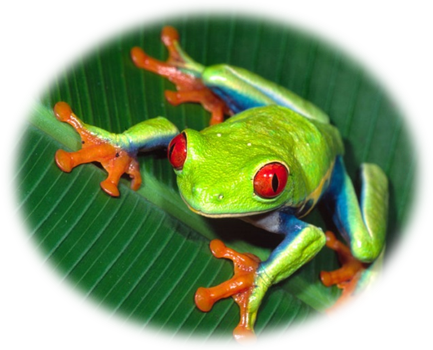 Educational Programs - Yellow And Green Frog (433x350), Png Download