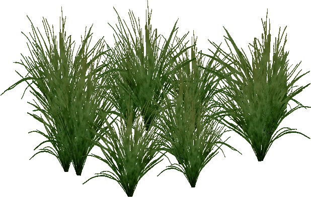 Free Fountain Grass Png - Sawgrass Png (644x644), Png Download
