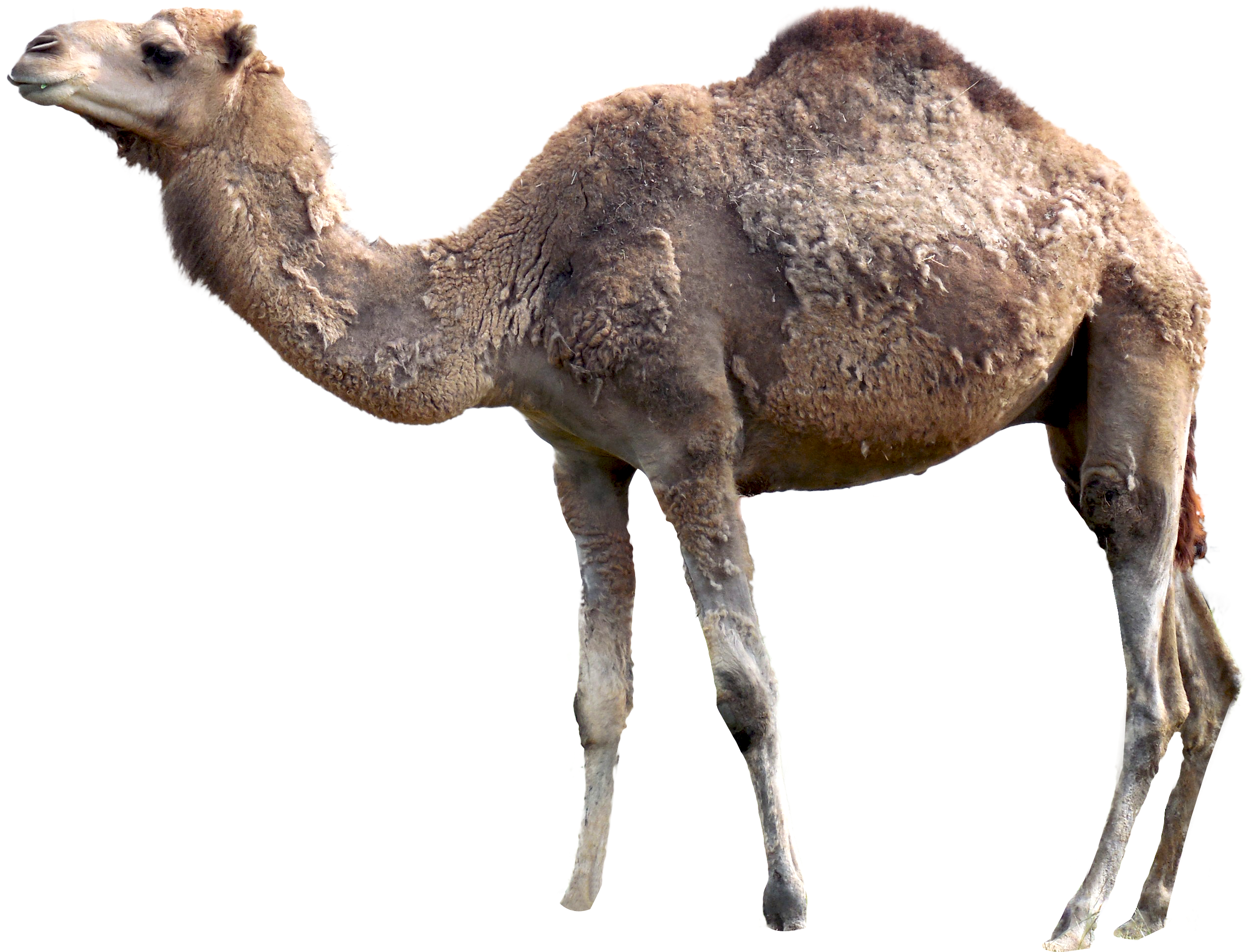 Camel Png Full Size Png Download Seekpng