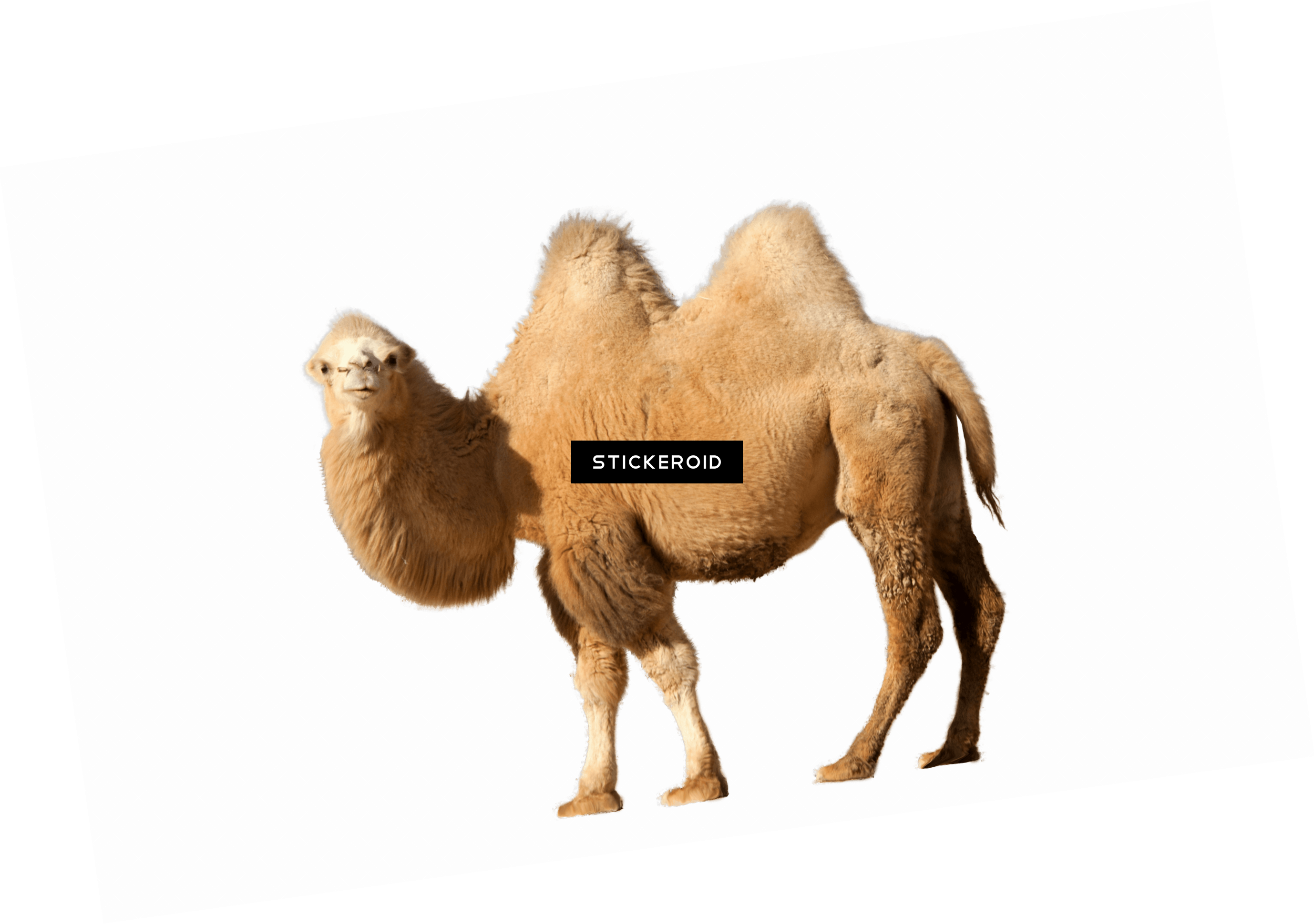 Camel Single - Camel (2756x1940), Png Download