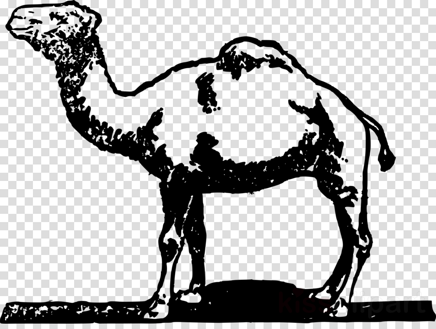 Simple Camel Clipart Dromedary Bactrian Camel Clip - Camel (900x680), Png Download