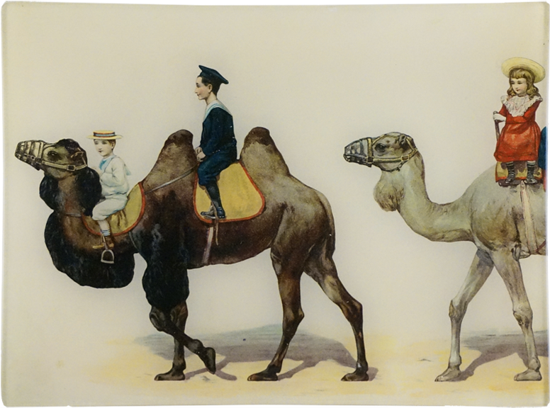 Camel (800x800), Png Download