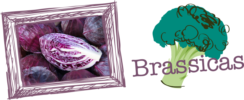 Brassicas Are The Stereotypical Vegetable - Cabbages (940x340), Png Download