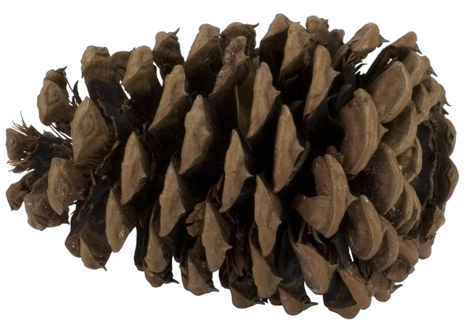 Pine Cone Png Photo - Conifer Cone (1263x720), Png Download
