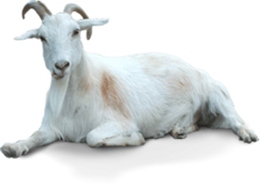 Free Png Of Goat - Goat Png (850x610), Png Download