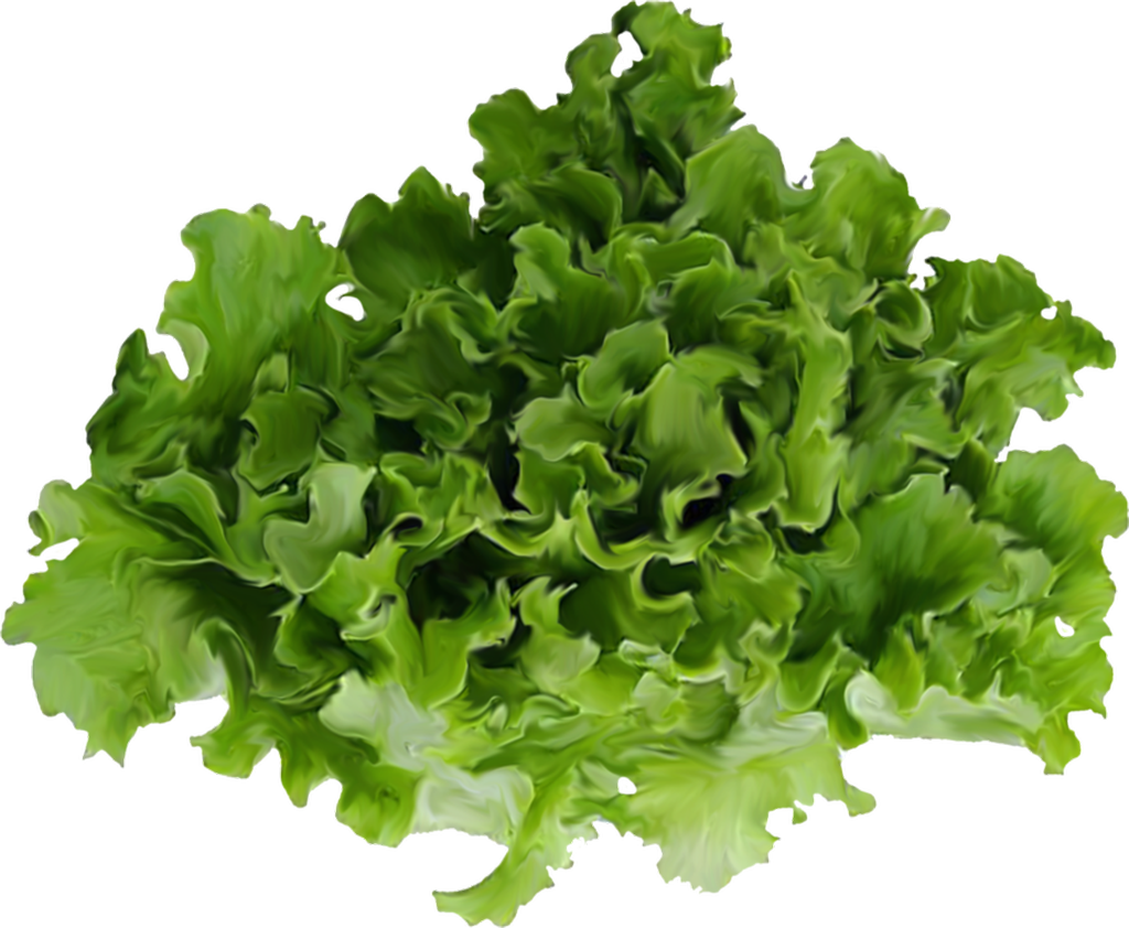 A Fresh Lettuce - 400 Seeds, Lettuce Black Seeded Simpson (lactuca Sativa) (1024x842), Png Download