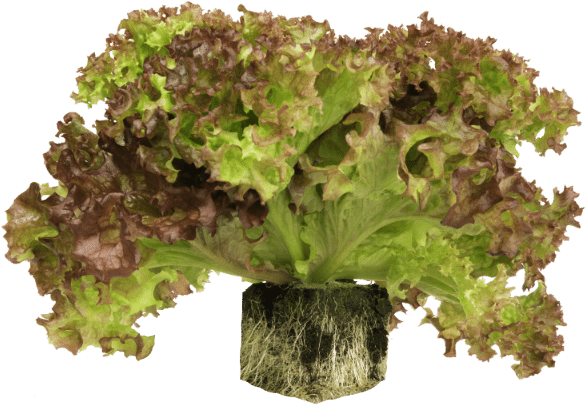 Root Ball Lettuce - Red Leaf Lettuce (600x600), Png Download
