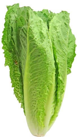 Romaine Lettuce Png Pic - Romaine Lettuce (750x490), Png Download