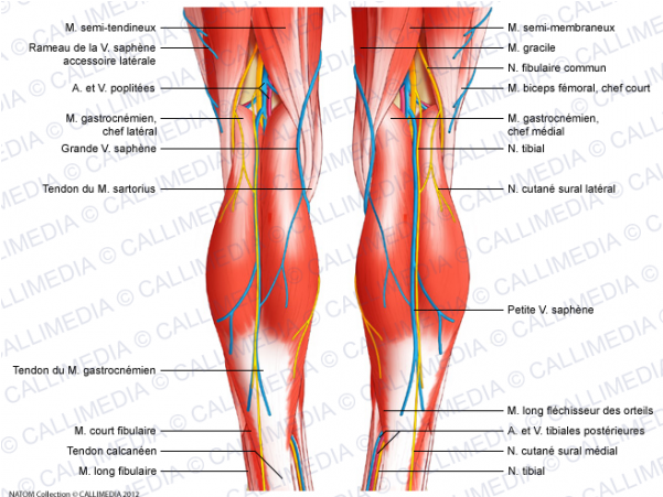 Png Black And White Library Ankle Drawing Low Leg - Back Of Knee Anatomy (600x600), Png Download