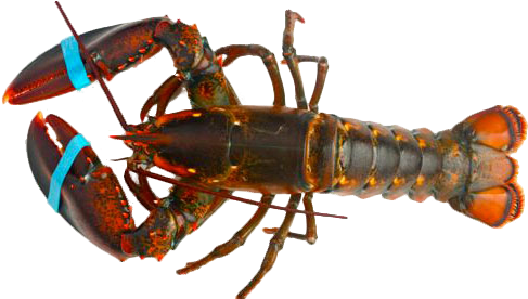 Fresh Maine Lobster - Maine Lobster (500x350), Png Download