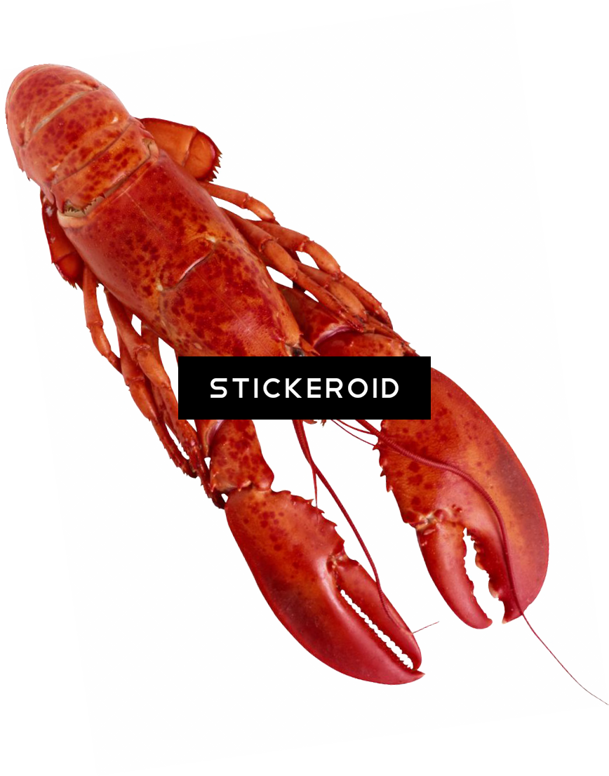 Lobster Animals - Food (868x1106), Png Download