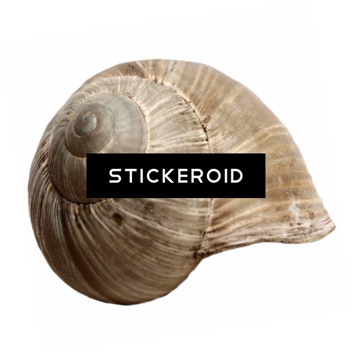 Shell S - Shell (708x709), Png Download