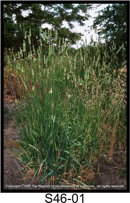 Harding Grass, Bulbous Canarygrass - Bulbous Canarygrass (510x812), Png Download