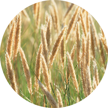 Timothy Grass Allergy - Timothy-grass (368x368), Png Download