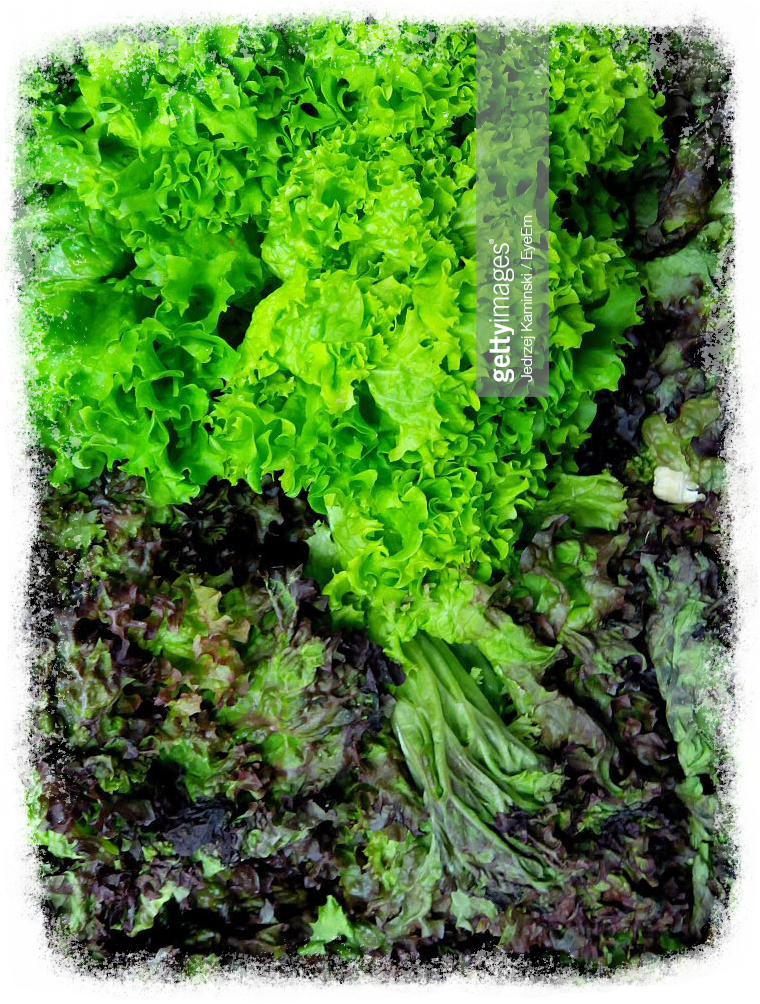 Moss (767x1008), Png Download