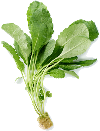 Known For It's Nutrient Richness Kale Is Delicious - Echinodorus (343x450), Png Download