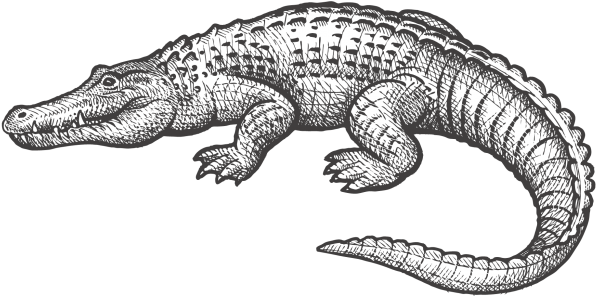 Alligator - Watch Strap (866x650), Png Download