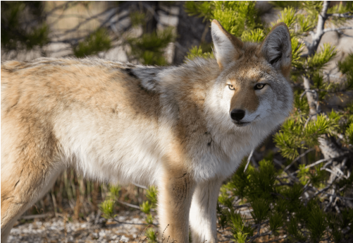 Yellowstone Coyote - Coyotes In Forest Lawn Cemetery (500x500), Png Download