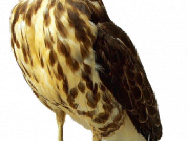 Cooper's Hawk Transparent (640x480), Png Download