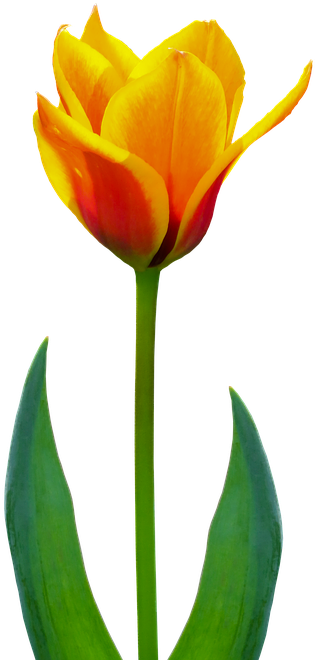 Nature, Flower, Plant, Tulip, Flowers, Spring - Flower (540x720), Png Download