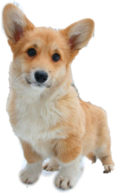 Medium Fluffy Cute Puppies (480x802), Png Download