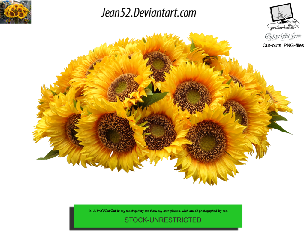 Sunflowers Png Red Graphic Royalty Free Download - Sunflower Png (1024x768), Png Download