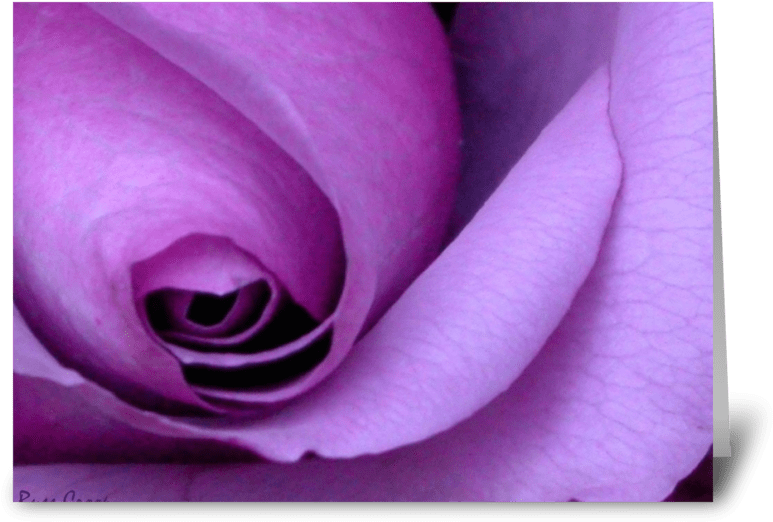 Purple Rose "happy Mother's Day - Greeting Card (848x698), Png Download