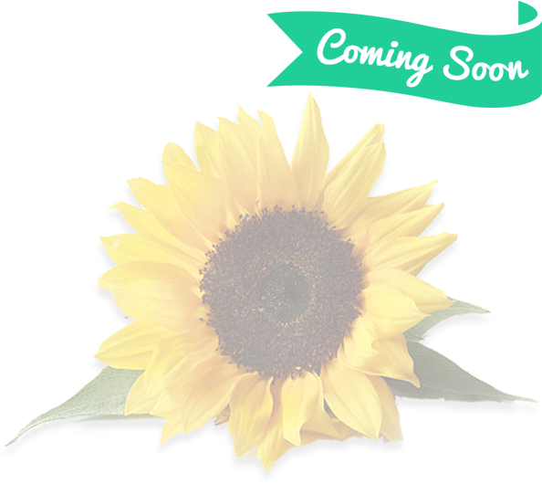 Mini Sunflowers - Sunflower With White Background (600x600), Png Download
