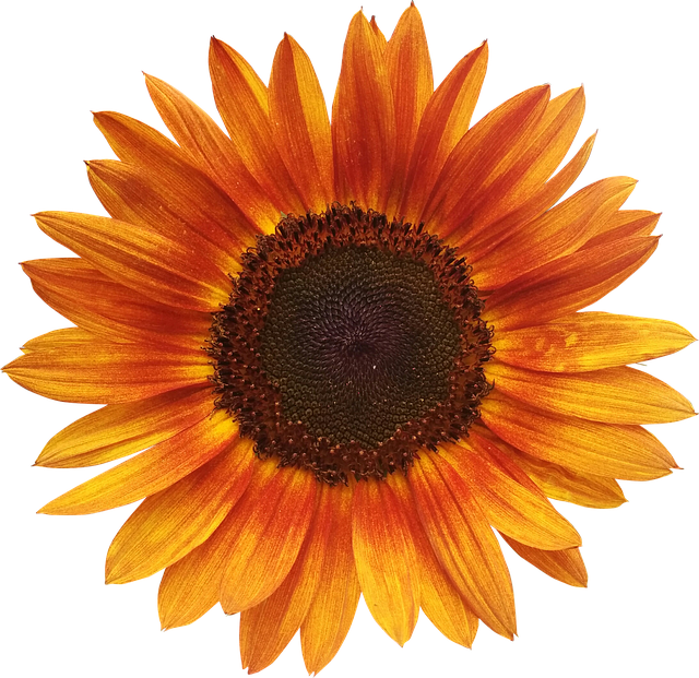 Sunflower Yin Yang (640x621), Png Download