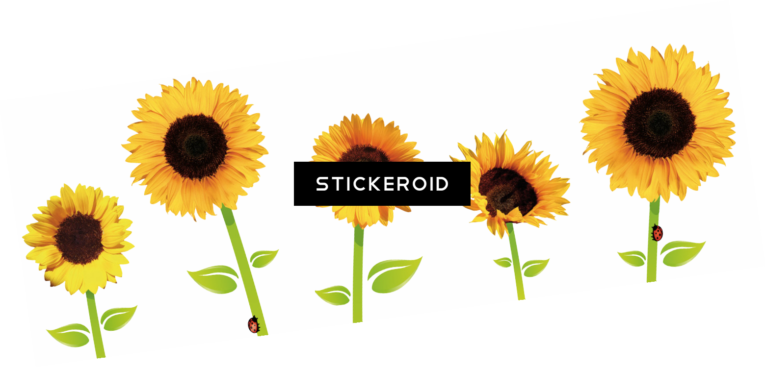Sunflowers - Sunflower (1559x751), Png Download