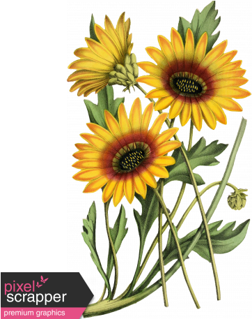 Go West Elements Sunflowers - Botanical Sunflower Illustration (456x456), Png Download