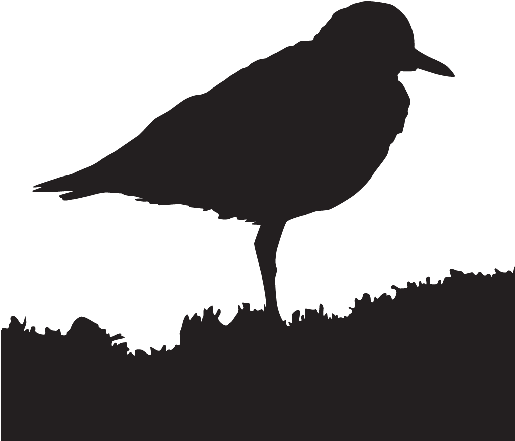 Mountain Plover - All About Birds (1024x1024), Png Download