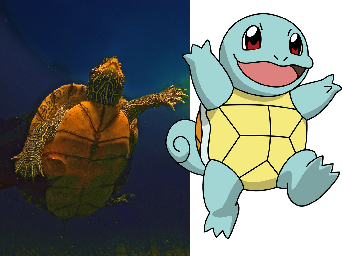 Aquatic Turtles, Like This One In An Ohio Quarry Inspired - All The Pokemon Animals (1471x1080), Png Download