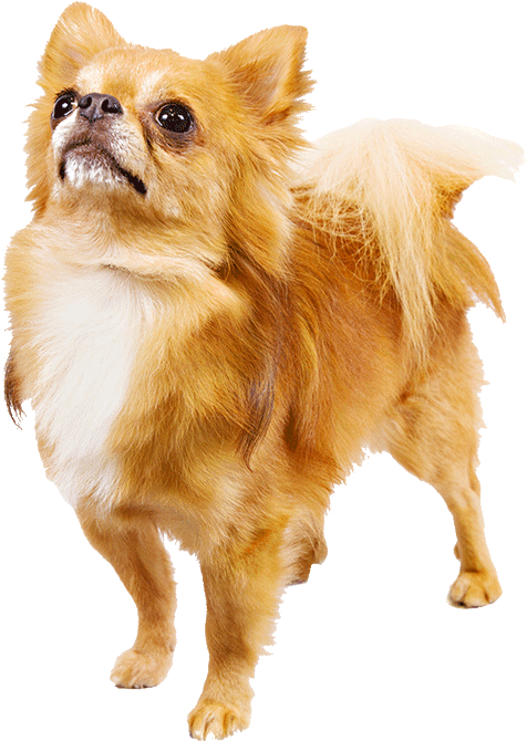 25 Dog Breeds That Look Like Toys Wow Amazing Png Freeuse - Chihuahua Cutout (1170x780), Png Download