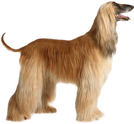 Afghan Hound Transparent (567x489), Png Download