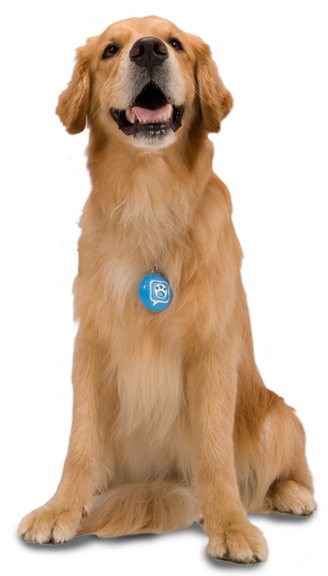 Dogs Gallery - Dog Transparent (327x584), Png Download