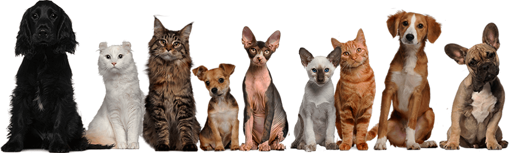 Retinol Cream 2.5%, Organic With Hyaluronic Acid, 2 (1001x301), Png Download