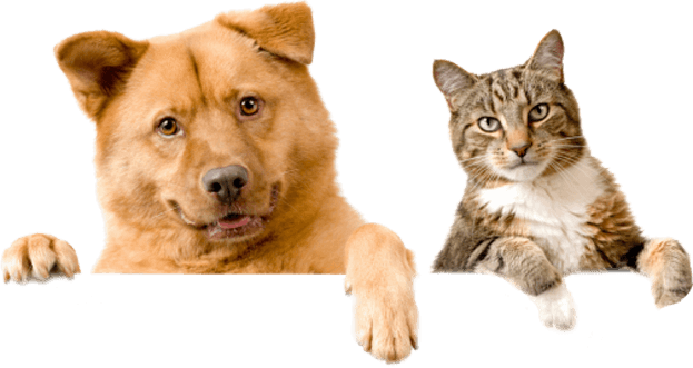 Subscribe To Newsletter - Domestic Cats And Dogs (623x331), Png Download