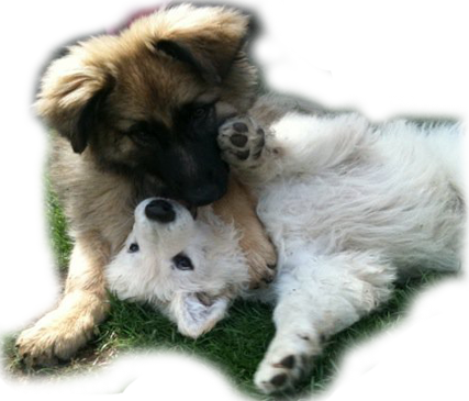 01909560410 - Companion Dog (427x365), Png Download