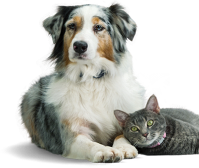 Optimum Wellness Plans® - Hinsdale Humane Society (401x339), Png Download