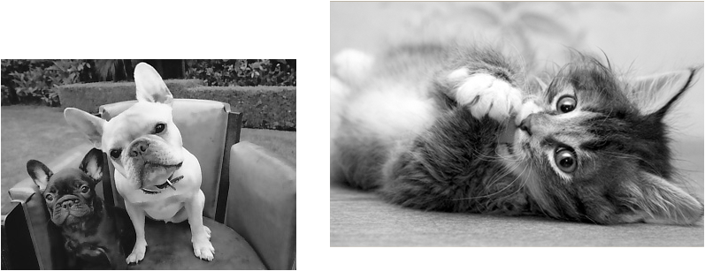 Veterinarian In Tribeca - Funny Cats Poster Photo Print 32x24 (797x307), Png Download