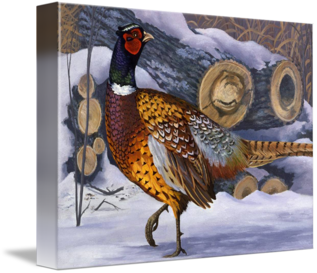 Black And White Download Pheasant Drawing Watercolor - Ring-necked Pheasant (650x561), Png Download