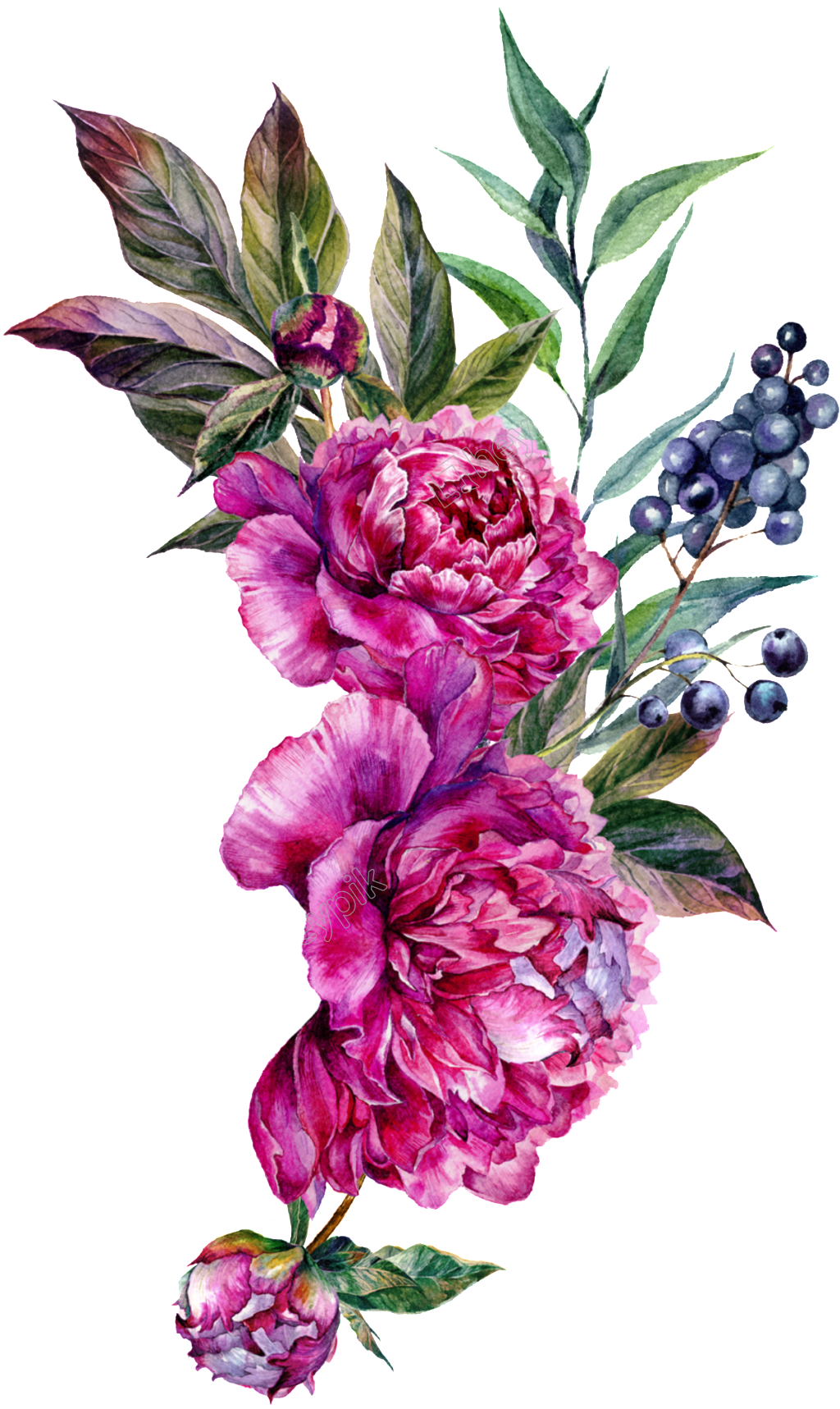 Vector Bouquet Peony Image Download - Flower Vector (1024x1717), Png Download