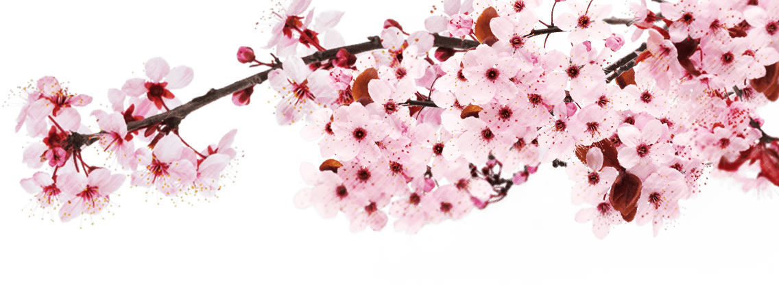 Sakura Png - Living In The Shallows [book] (1136x431), Png Download
