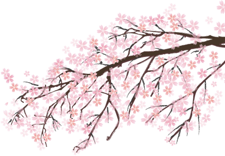 Japanese Cherry Blossom Png Picture Free Japan Cherry Blossom Png Full Size Png Download Seekpng