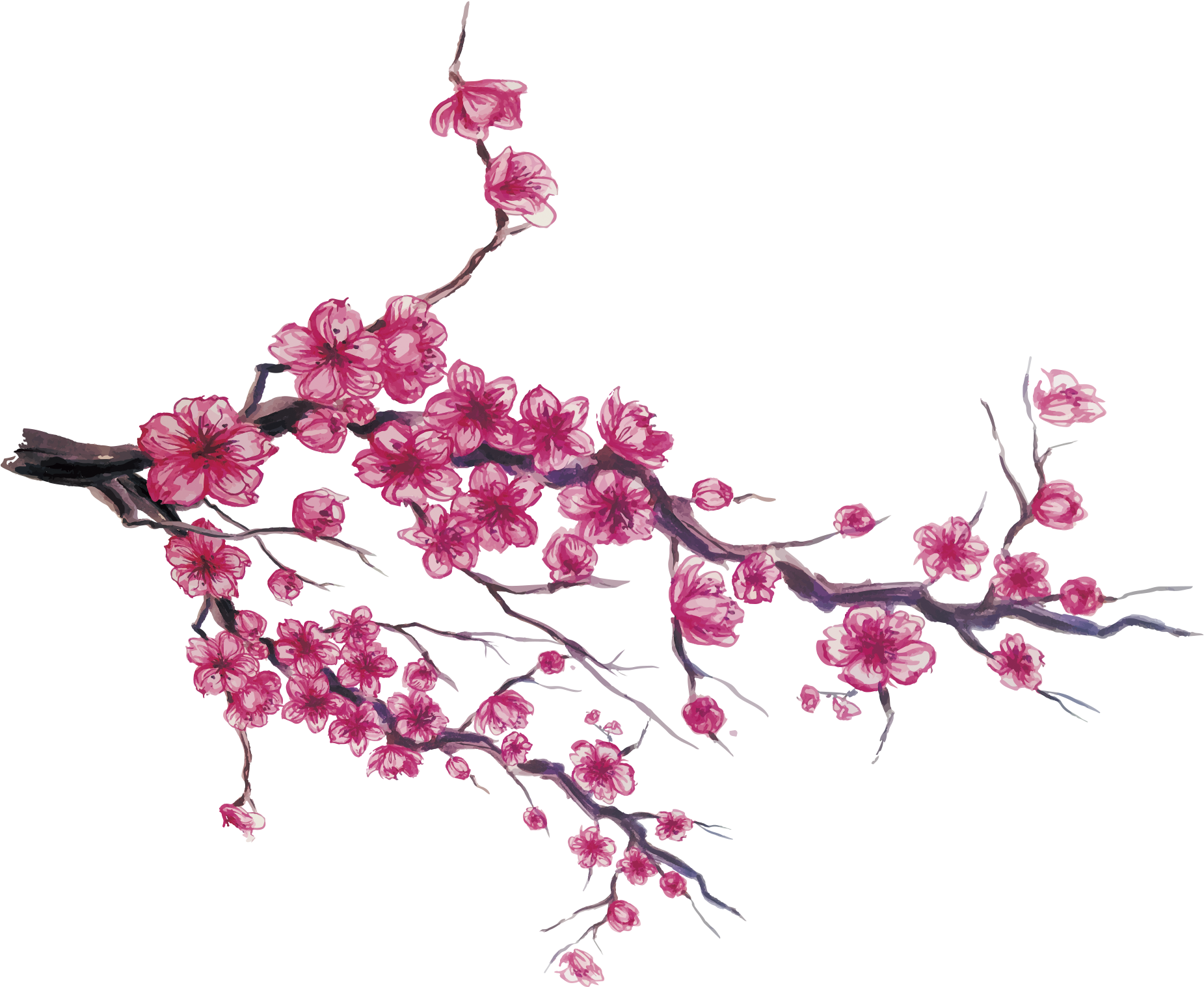 Japan Cherry Blossom Download - Japan Cherry Blossom Painting (1870x1829), Png Download