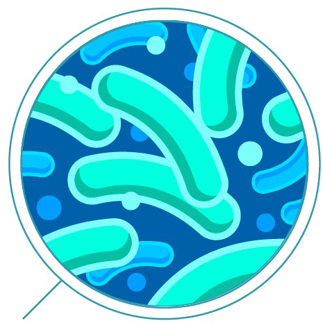 Bacteria Png Transparent - Bacteria Png (501x500), Png Download